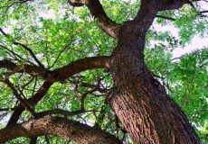 درخت بلوط پیر داستان گروه ادبی شیدا