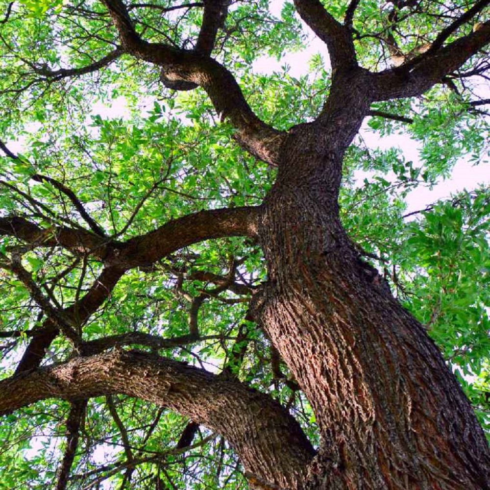 درخت بلوط پیر داستان گروه ادبی شیدا