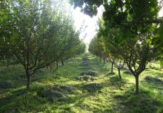 دورهمی در باغ