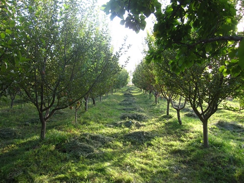 دورهمی در باغ