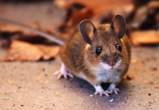 داستان موش نویسنده و خوانش نصیر شعار